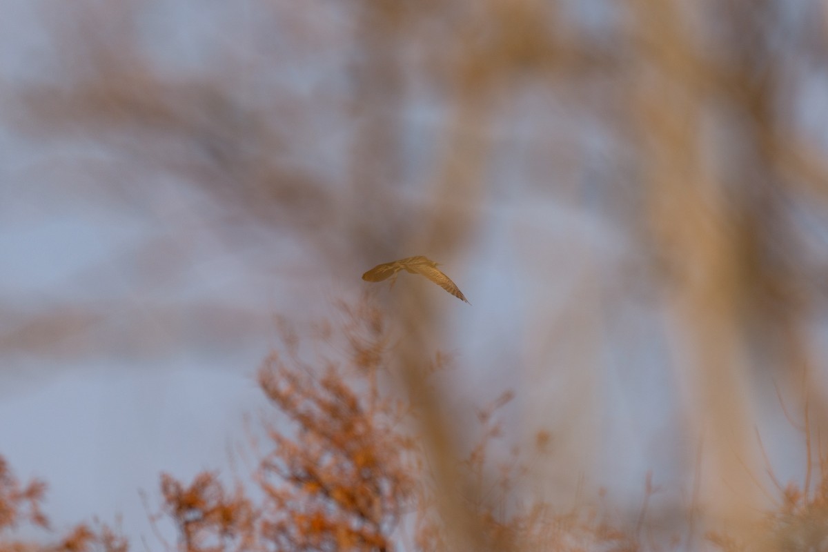 Eurasian Bittern - ML629595077