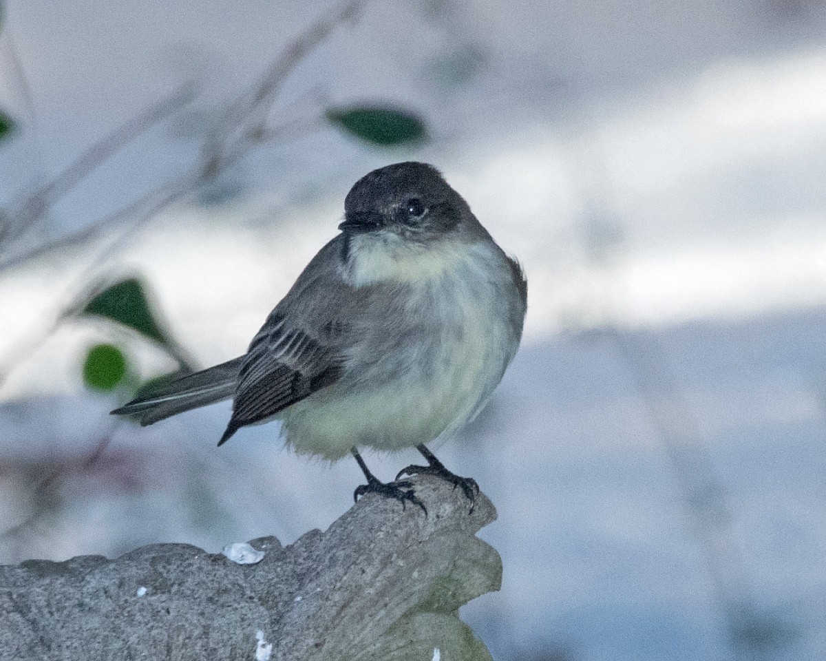Eastern Phoebe - ML629595087