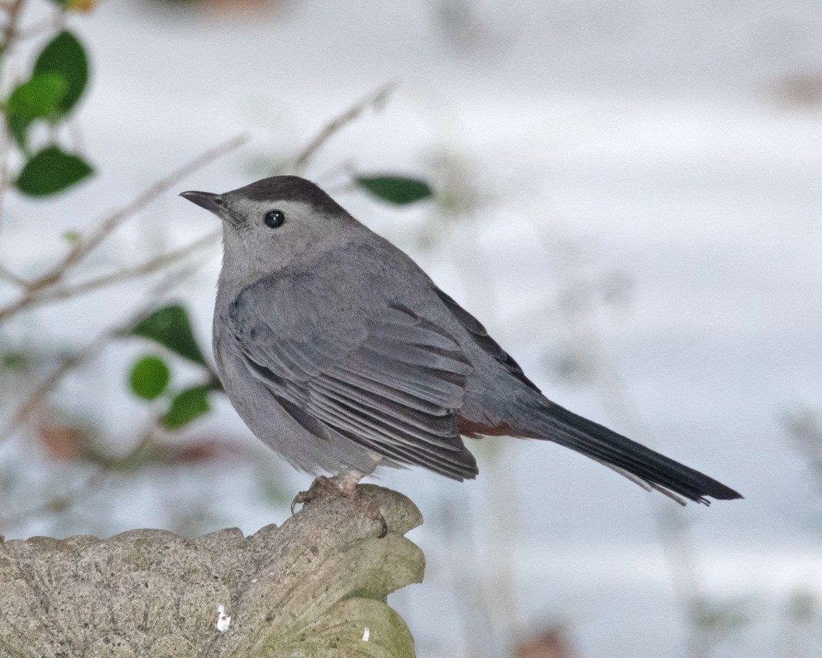 Gray Catbird - ML629595095