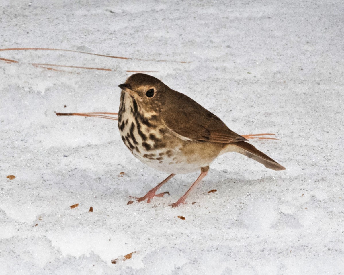 Hermit Thrush - ML629595102