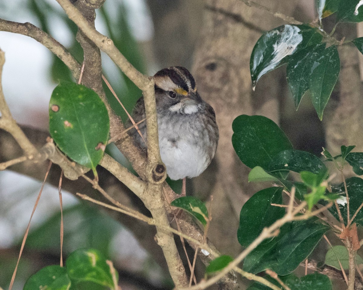 White-throated Sparrow - ML629595114