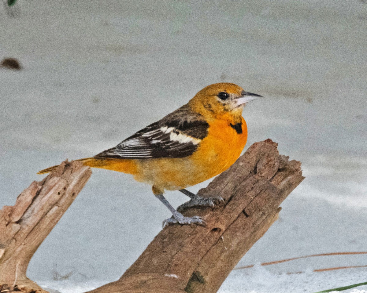 Baltimore Oriole - ML629595143