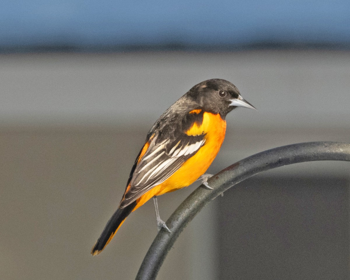 Baltimore Oriole - ML629595145