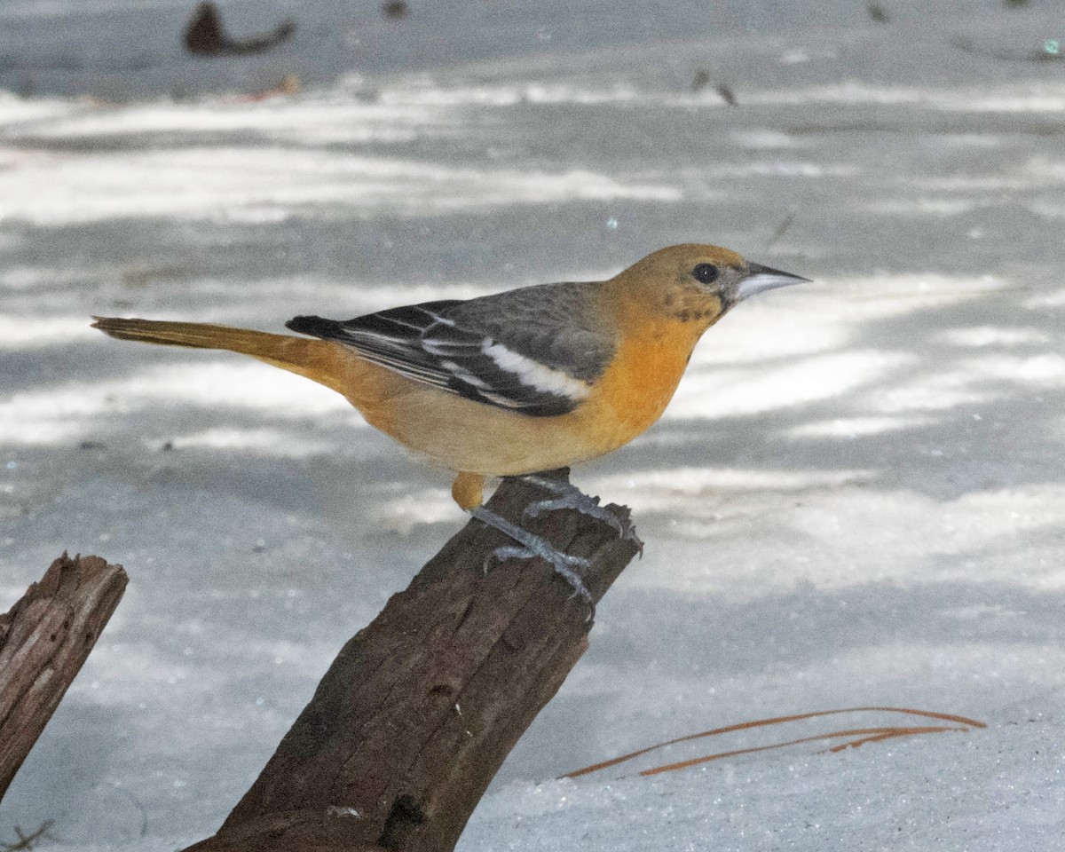 Baltimore Oriole - ML629595150