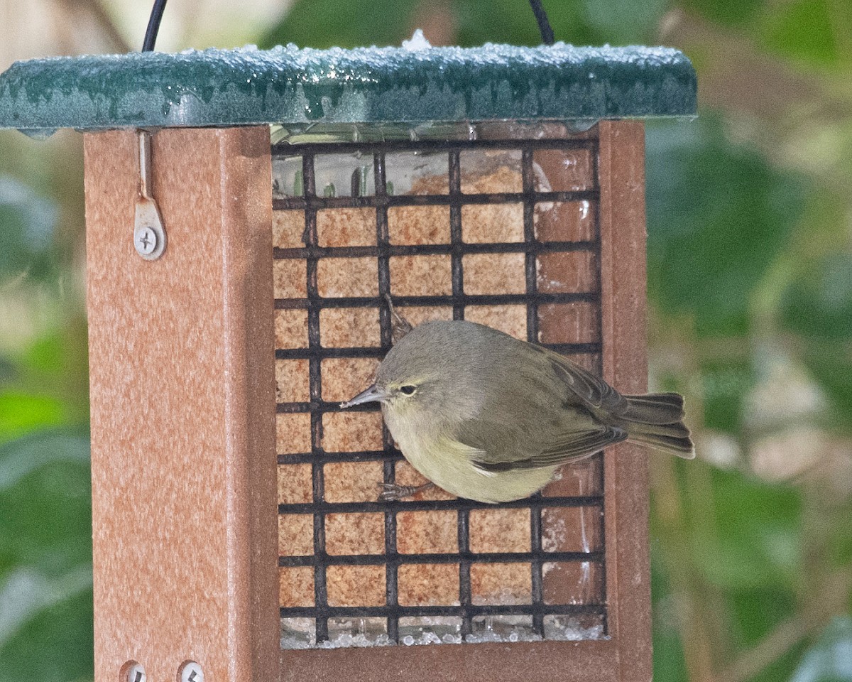Orange-crowned Warbler - ML629595153