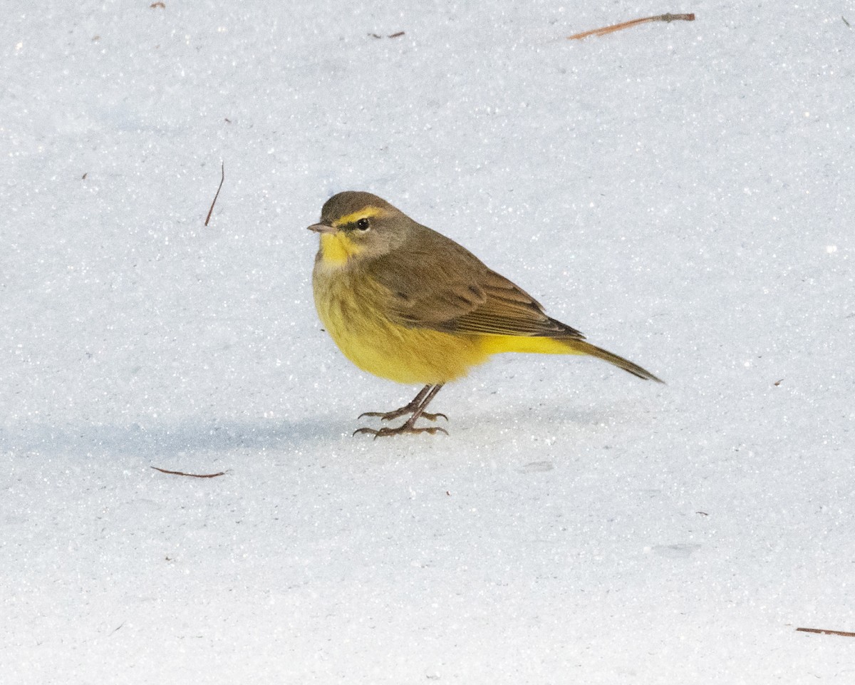 Palm Warbler - ML629595159