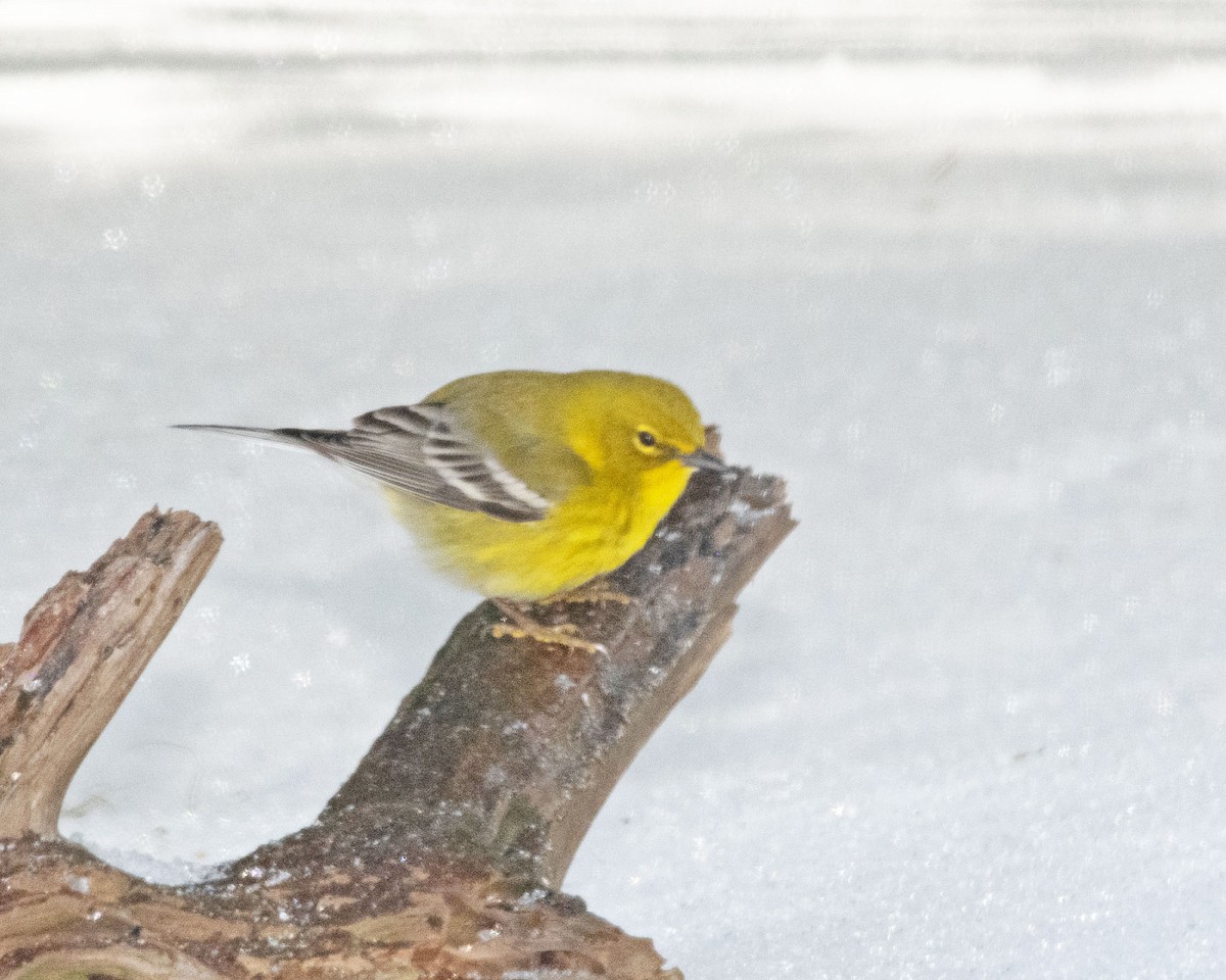 Pine Warbler - ML629595161