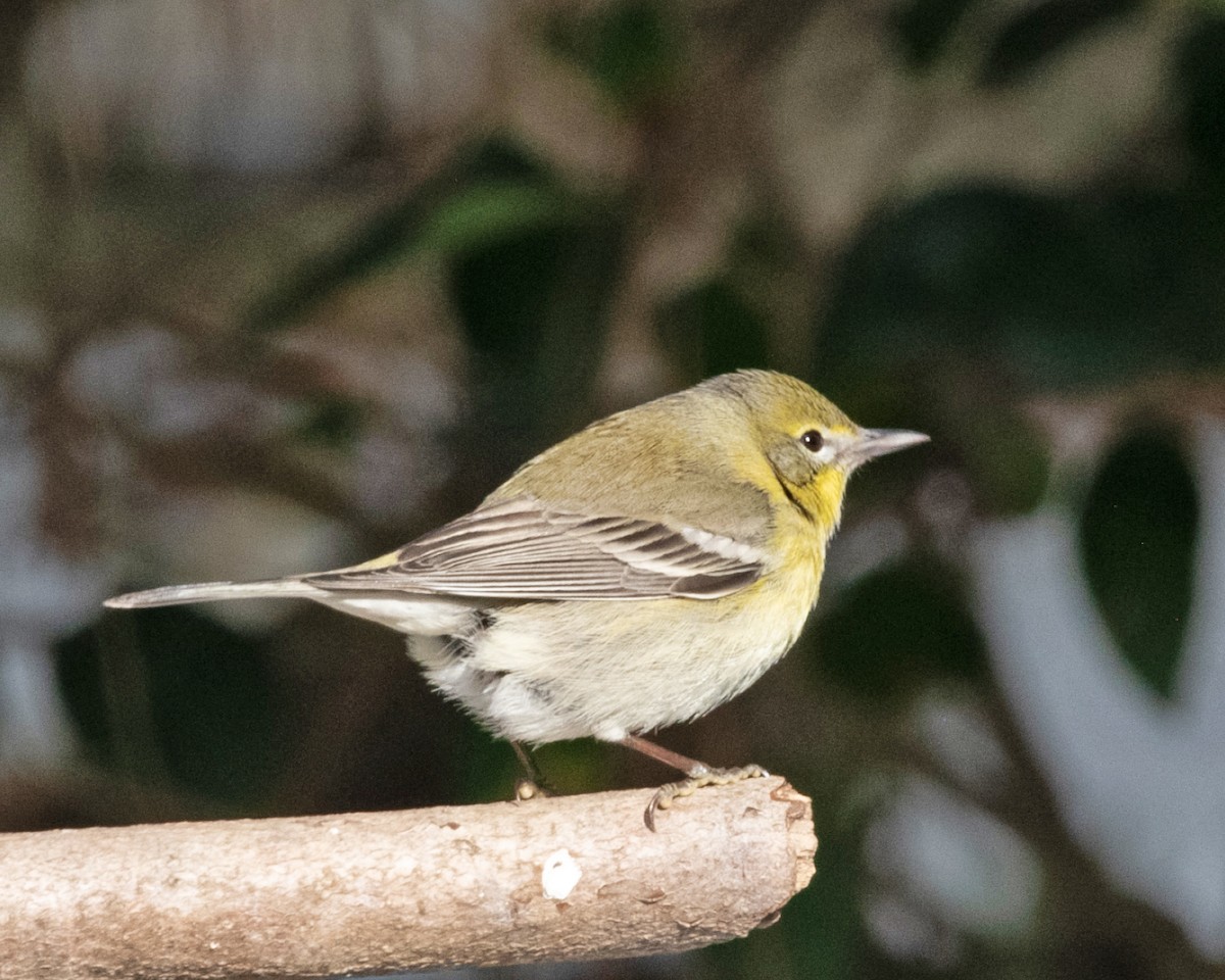 Pine Warbler - ML629595168