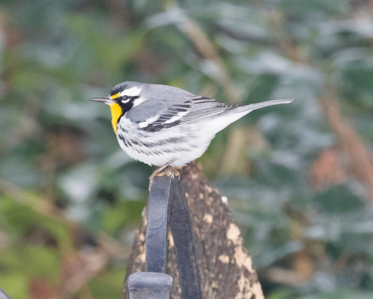 Yellow-throated Warbler - ML629595172