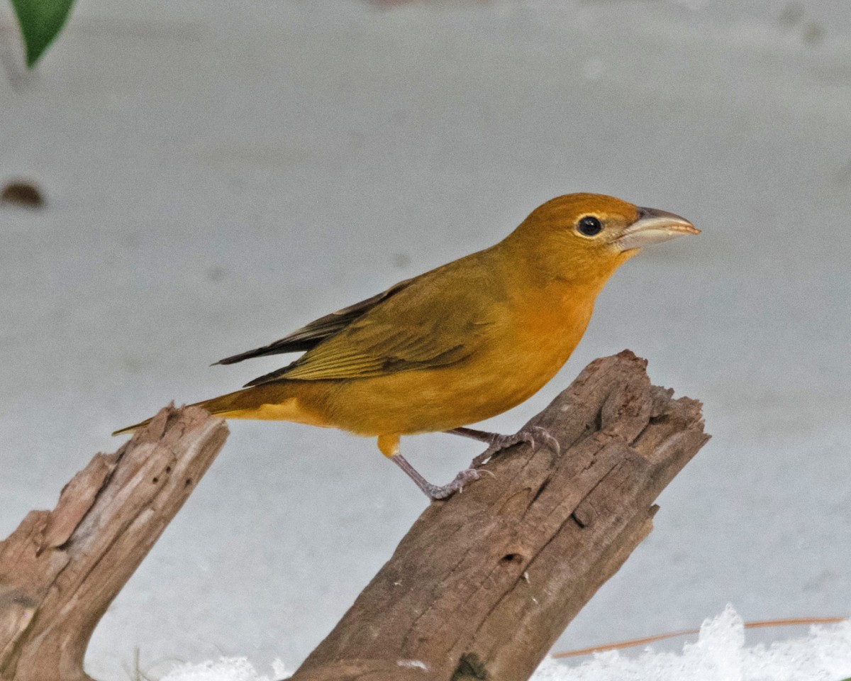 Summer Tanager - ML629595179