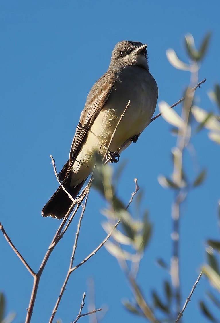 Cassin's Kingbird - ML629595225
