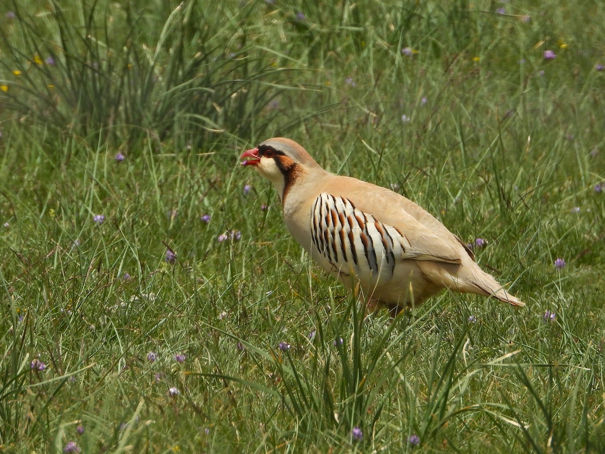Przevalski's Partridge - ML629595300