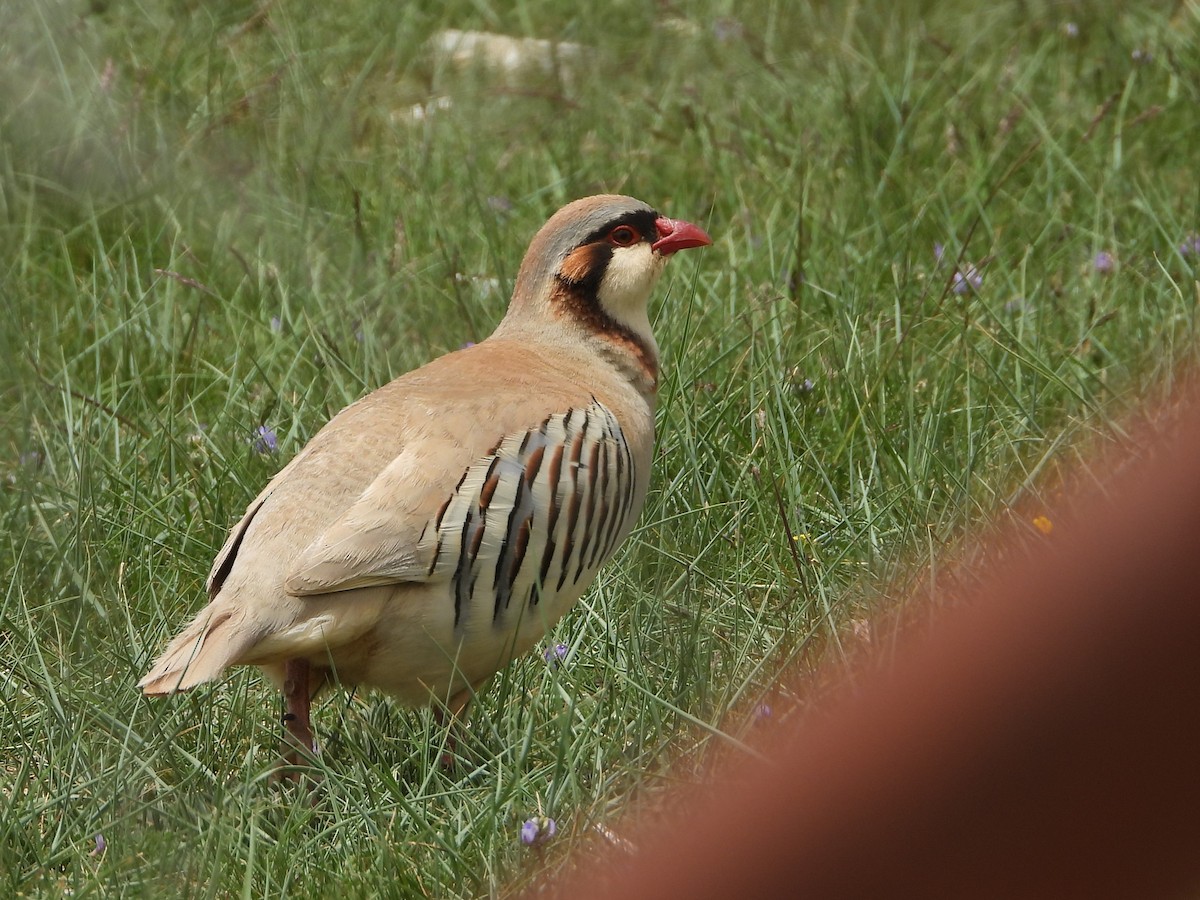 Przevalski's Partridge - ML629595301
