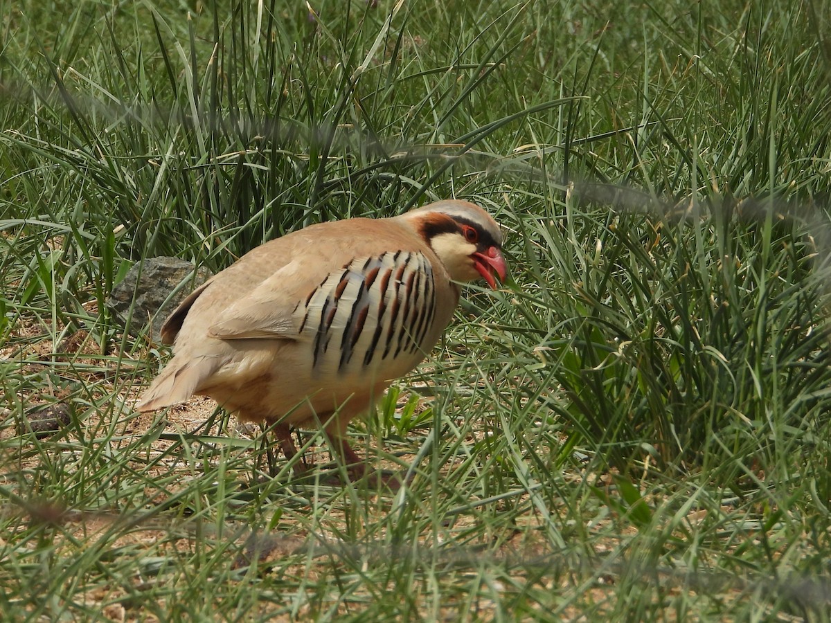 Przevalski's Partridge - ML629595302