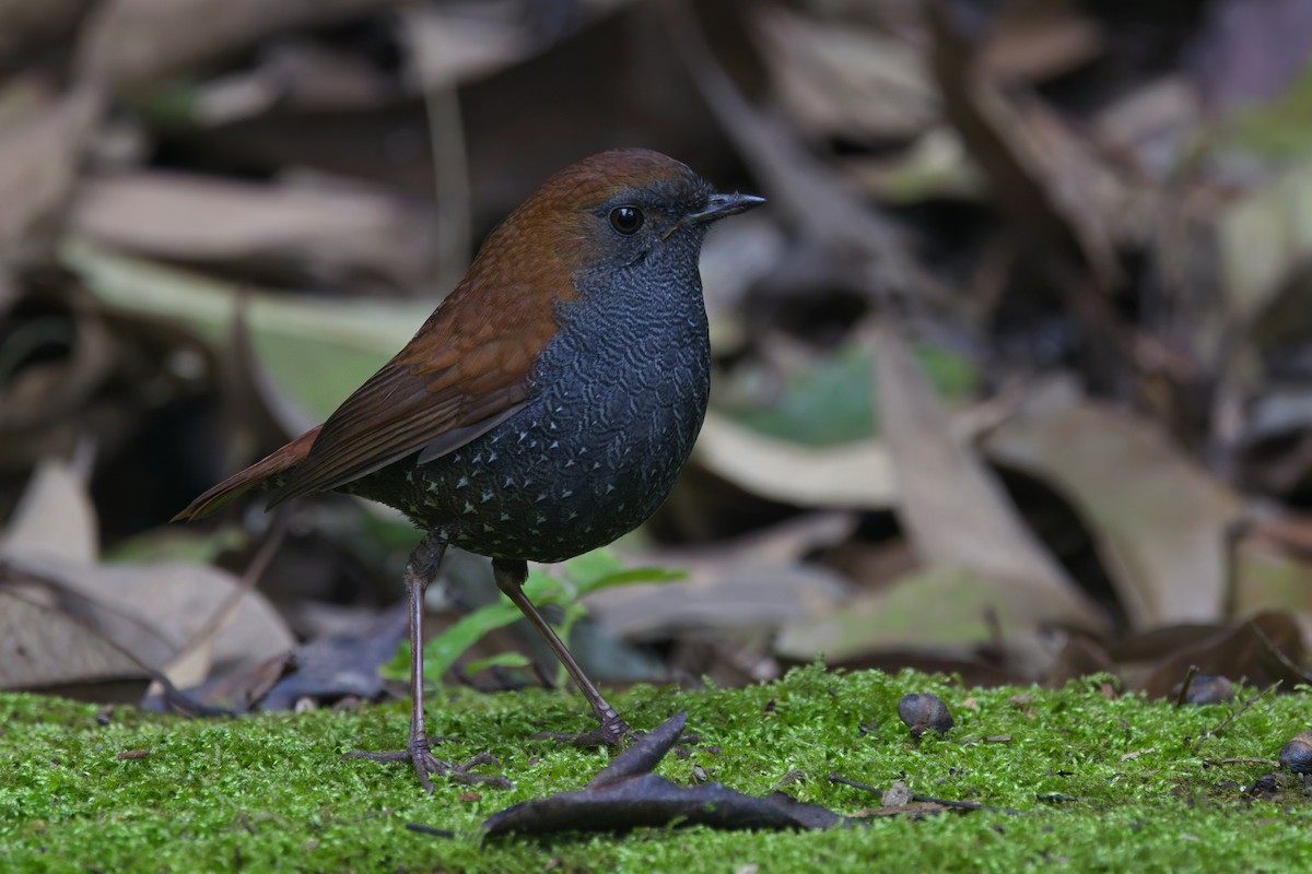 Gould's Shortwing - ML629595423