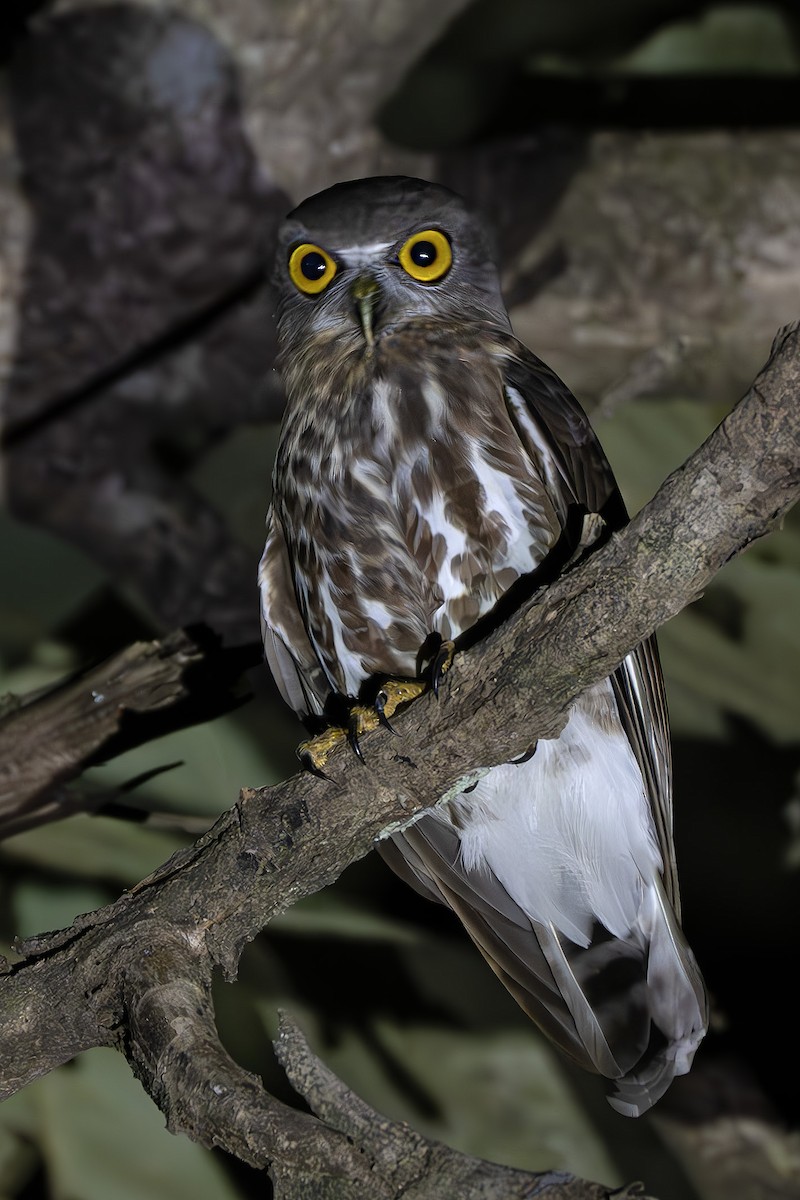 Brown Boobook - ML629595425