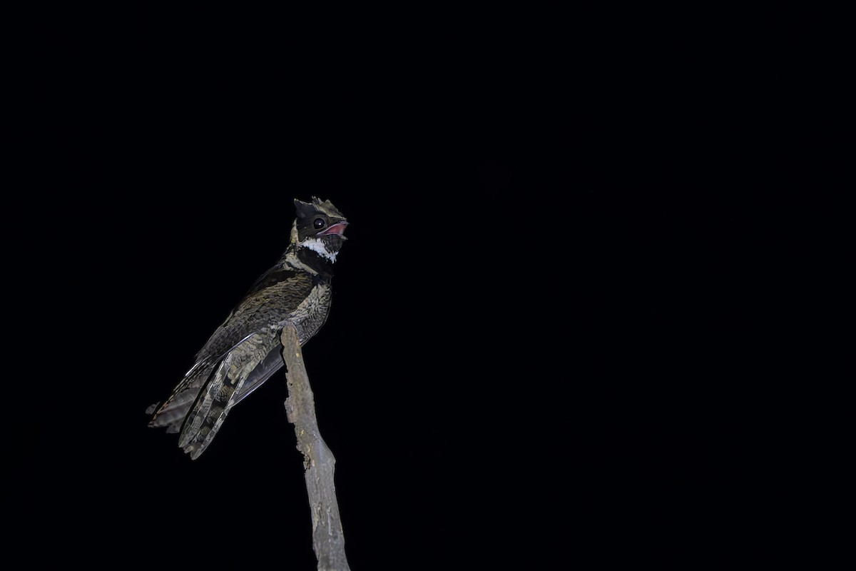 Great Eared-Nightjar - ML629595446