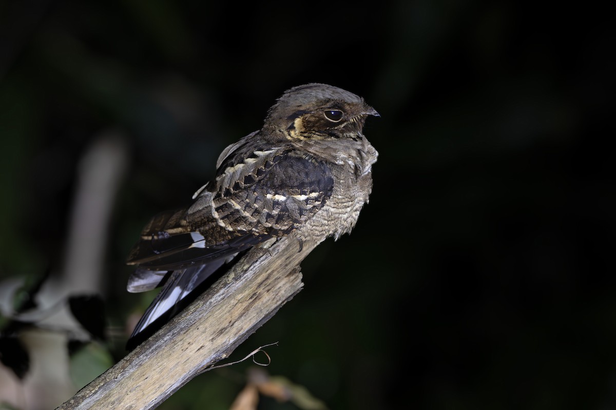 Jerdon's Nightjar - ML629595452