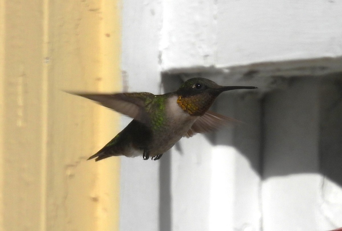 Ruby-throated Hummingbird - ML629595467