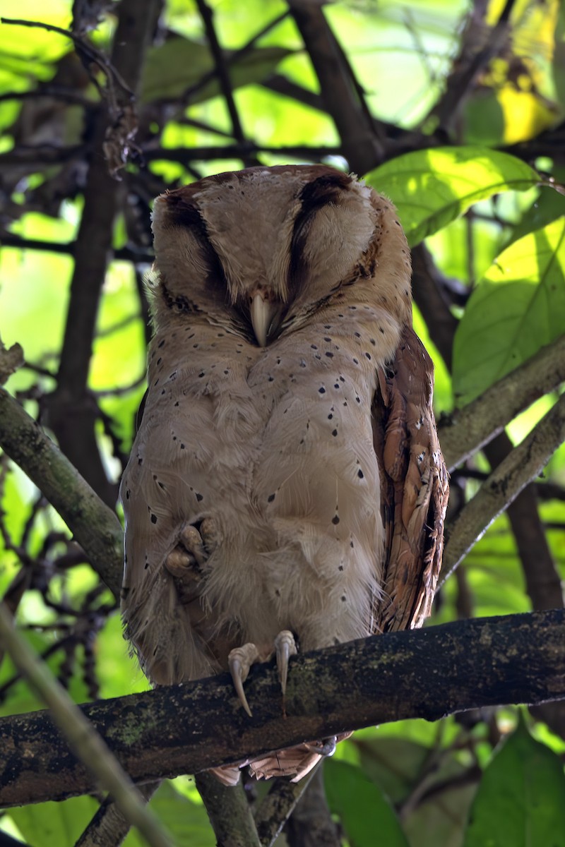Sri Lanka Bay-Owl - ML629595470