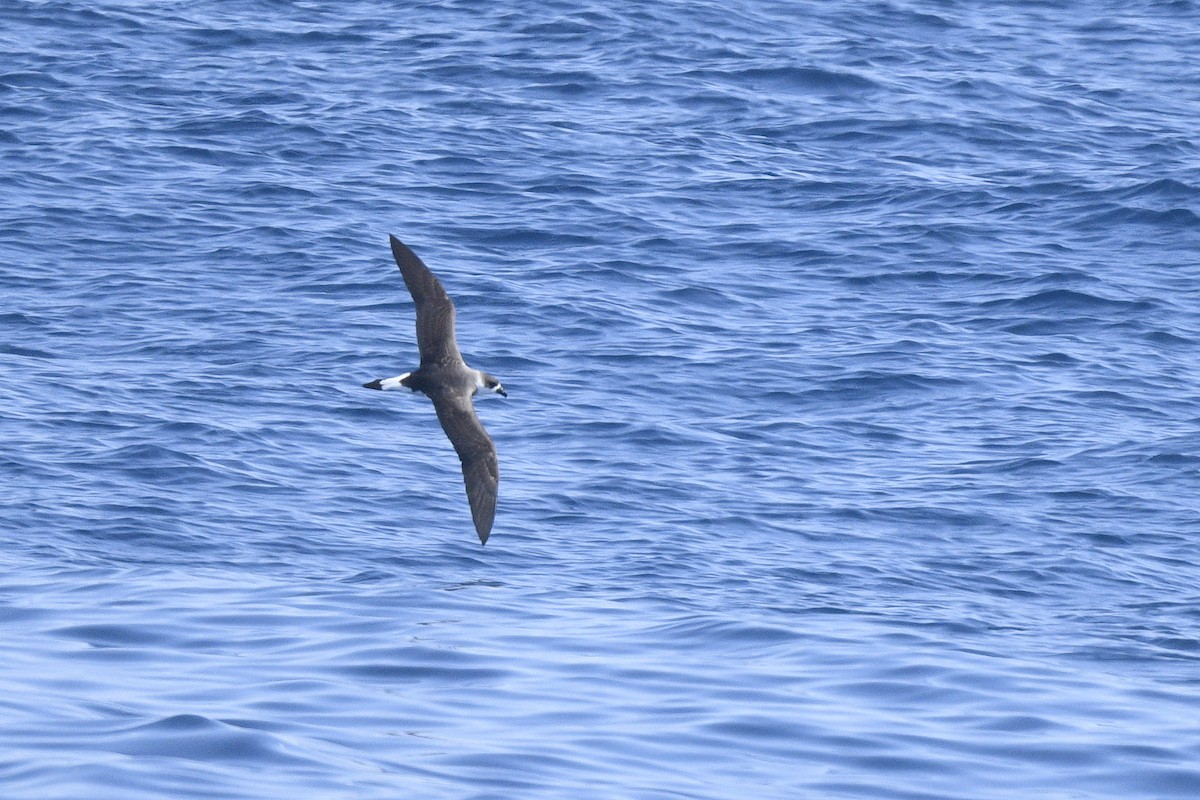 Black-capped Petrel - ML629595607