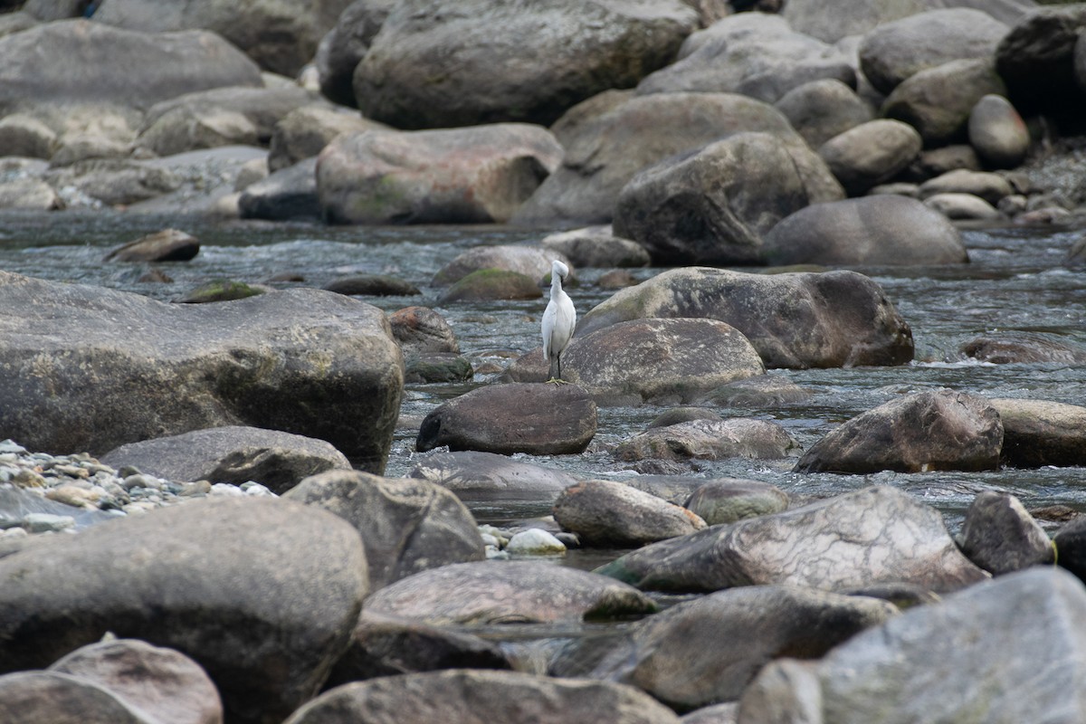 Little Egret - ML629595703