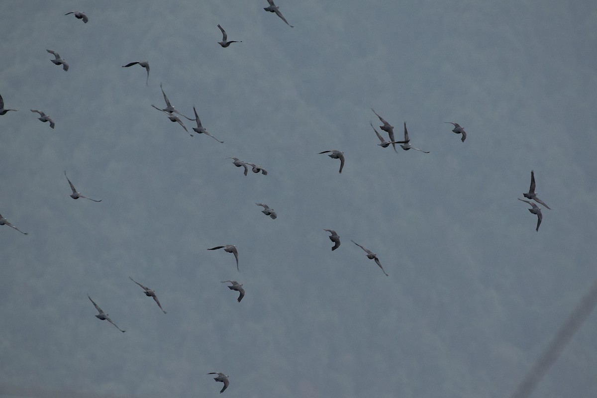 Speckled Wood-Pigeon - ML629595756