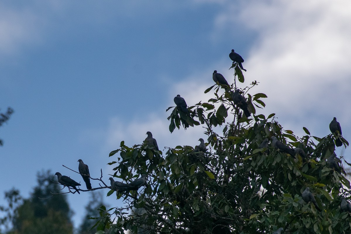 Speckled Wood-Pigeon - ML629595757