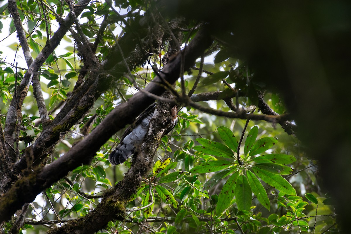 Large Hawk-Cuckoo - ML629595762