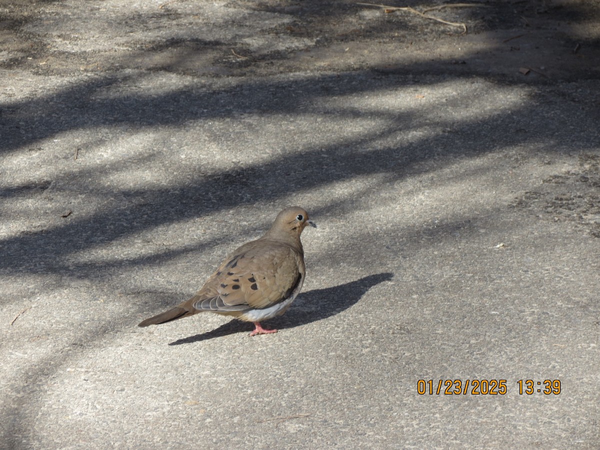 Mourning Dove - ML629595896
