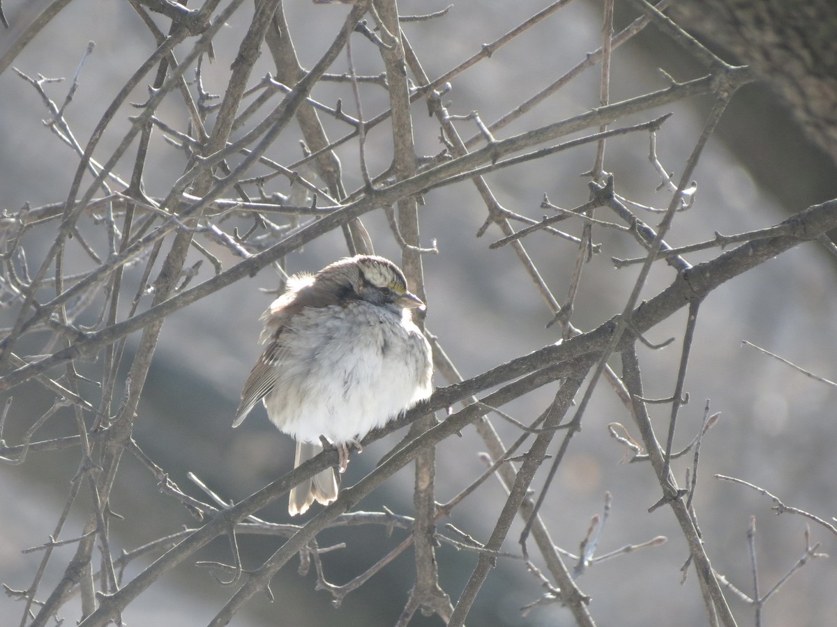 White-throated Sparrow - ML629596000