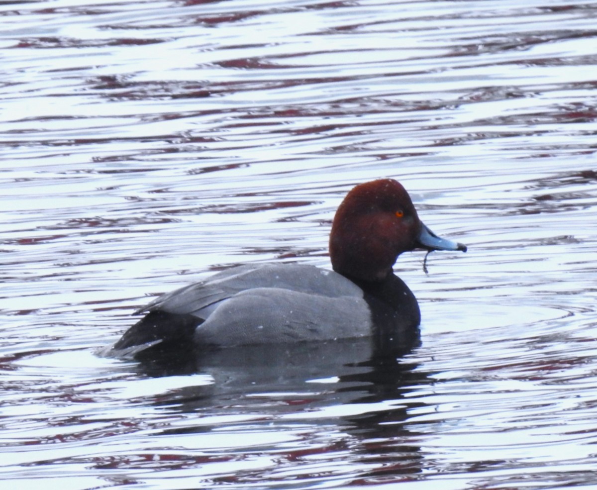 Redhead - ML629596537