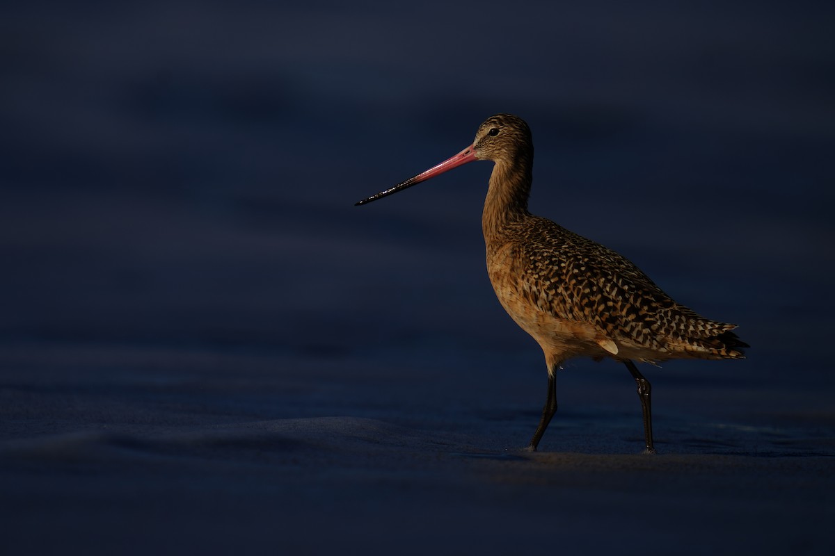 Marbled Godwit - ML629596558