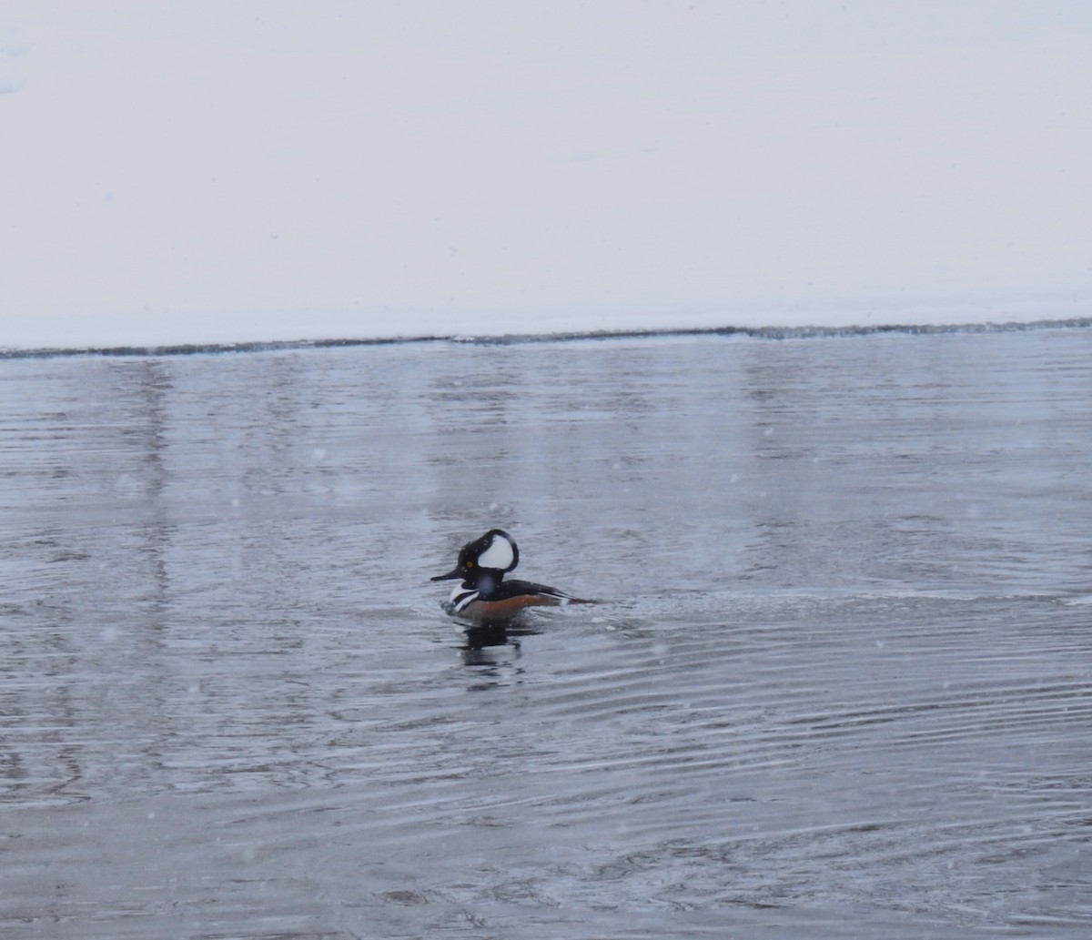 Hooded Merganser - ML629596573