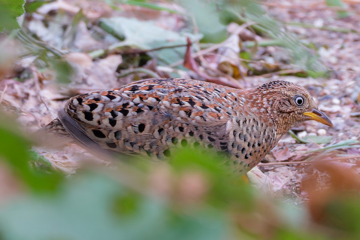 Yellow-legged Buttonquail - ML629596787