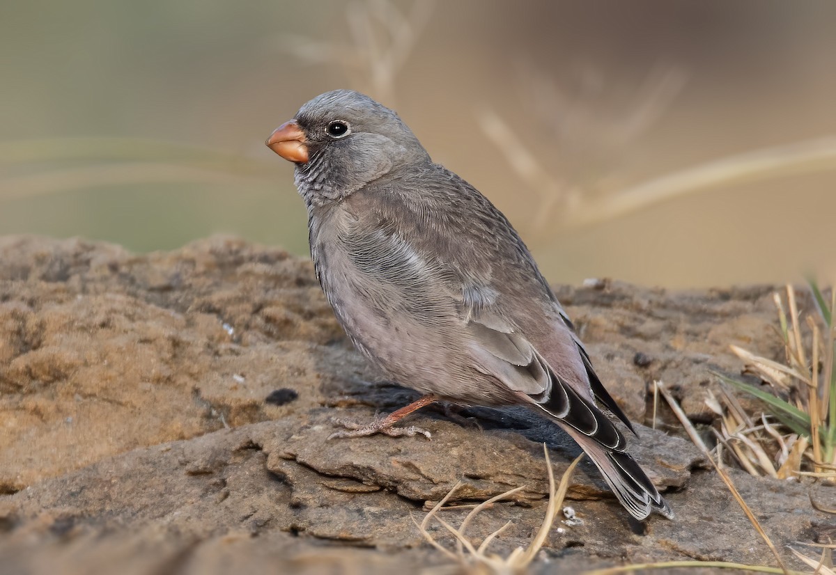 Trumpeter Finch - ML629596949