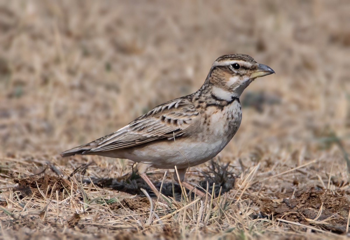 Bimaculated Lark - ML629597003