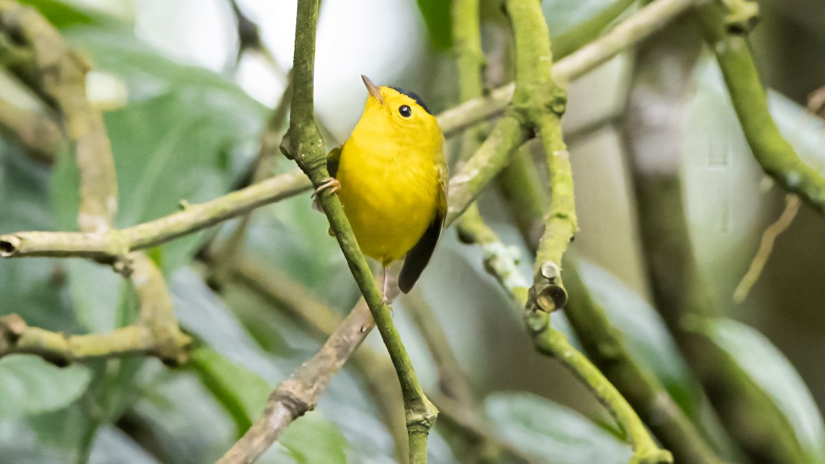 Wilson's Warbler - ML629597037