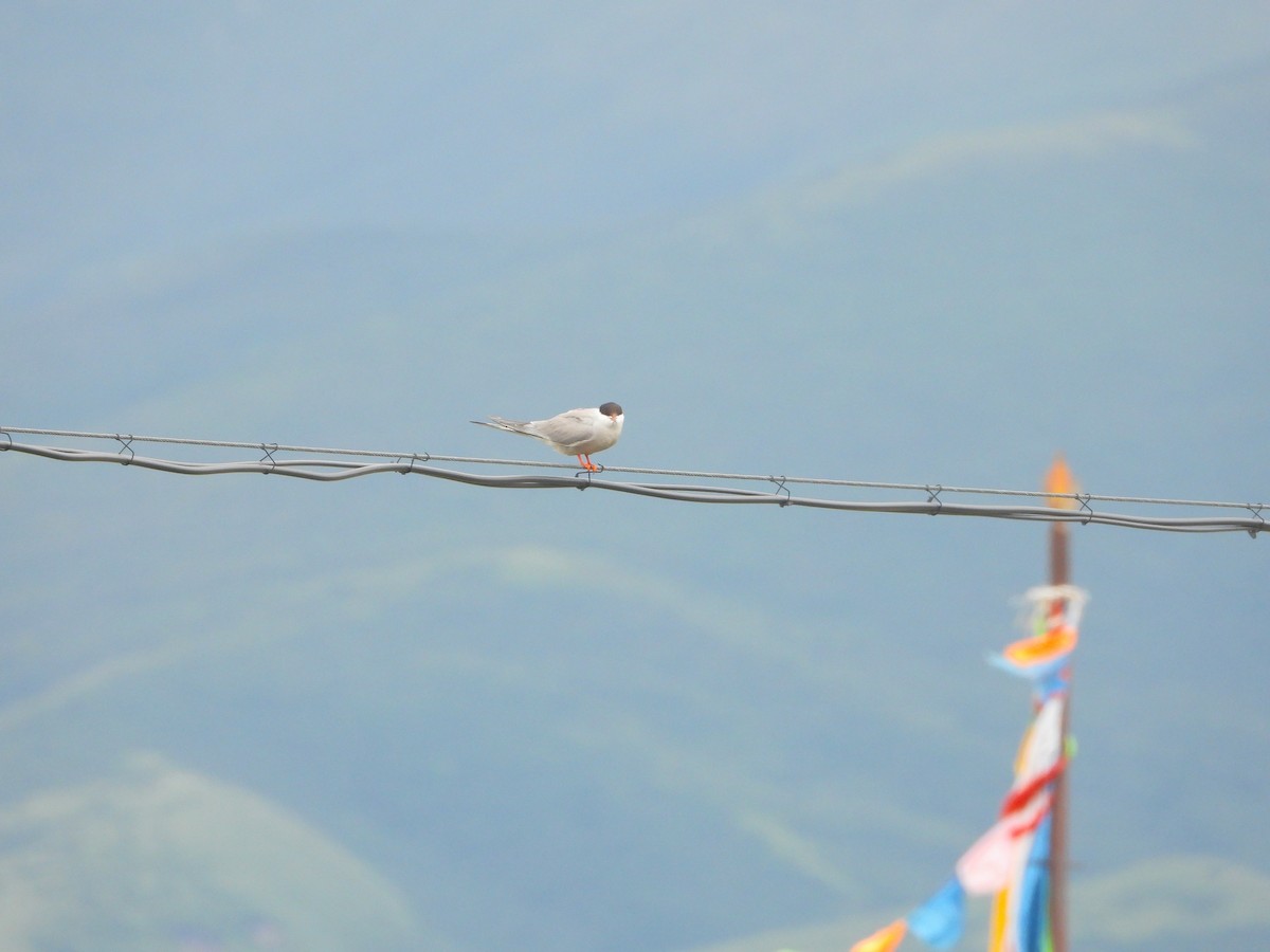 Common Tern (hirundo/tibetana) - ML629597181