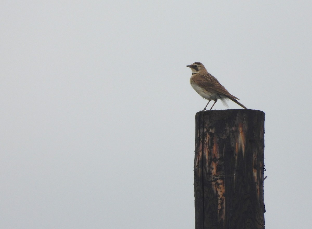 Horned Lark (Tibetan) - ML629597407