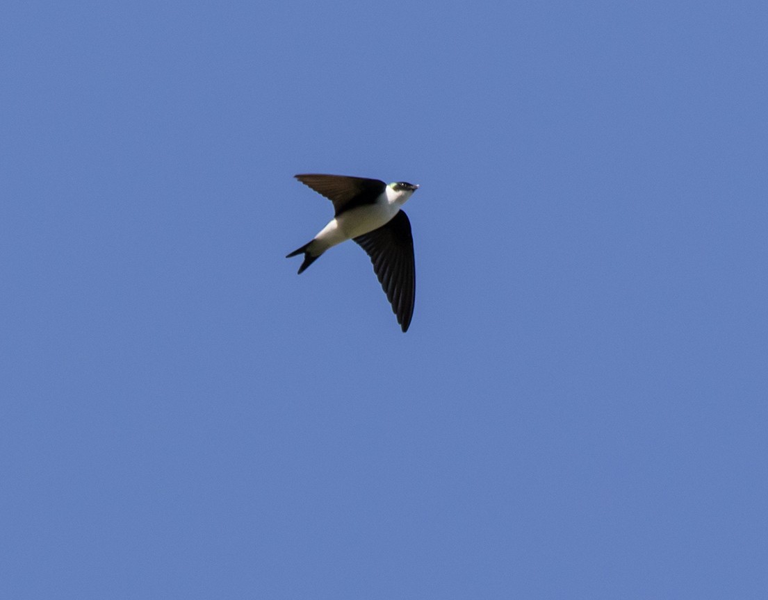 Golden Swallow - ML629597644