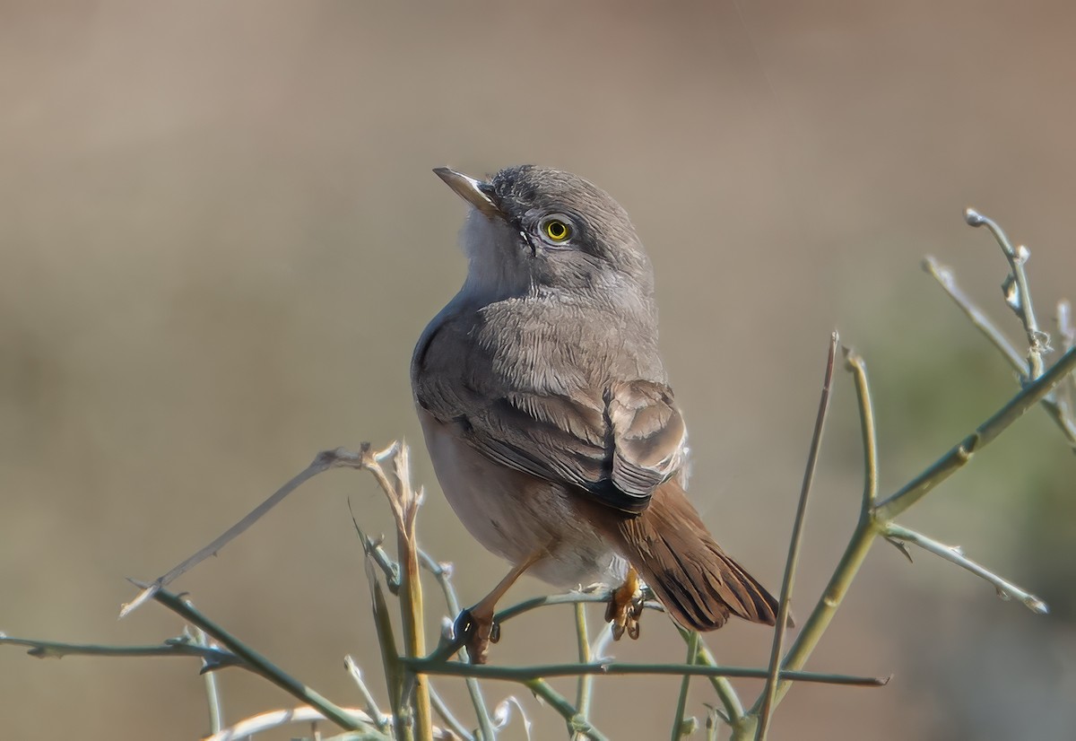 Asian Desert Warbler - ML629597911