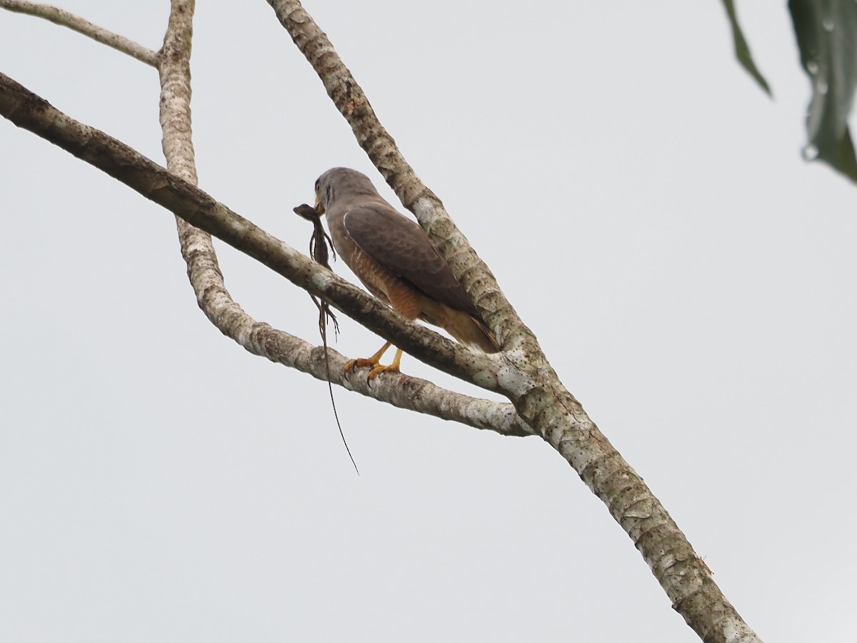 Roadside Hawk - ML629597986