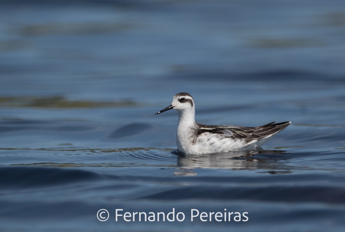 Red-necked Phalarope - ML629597998