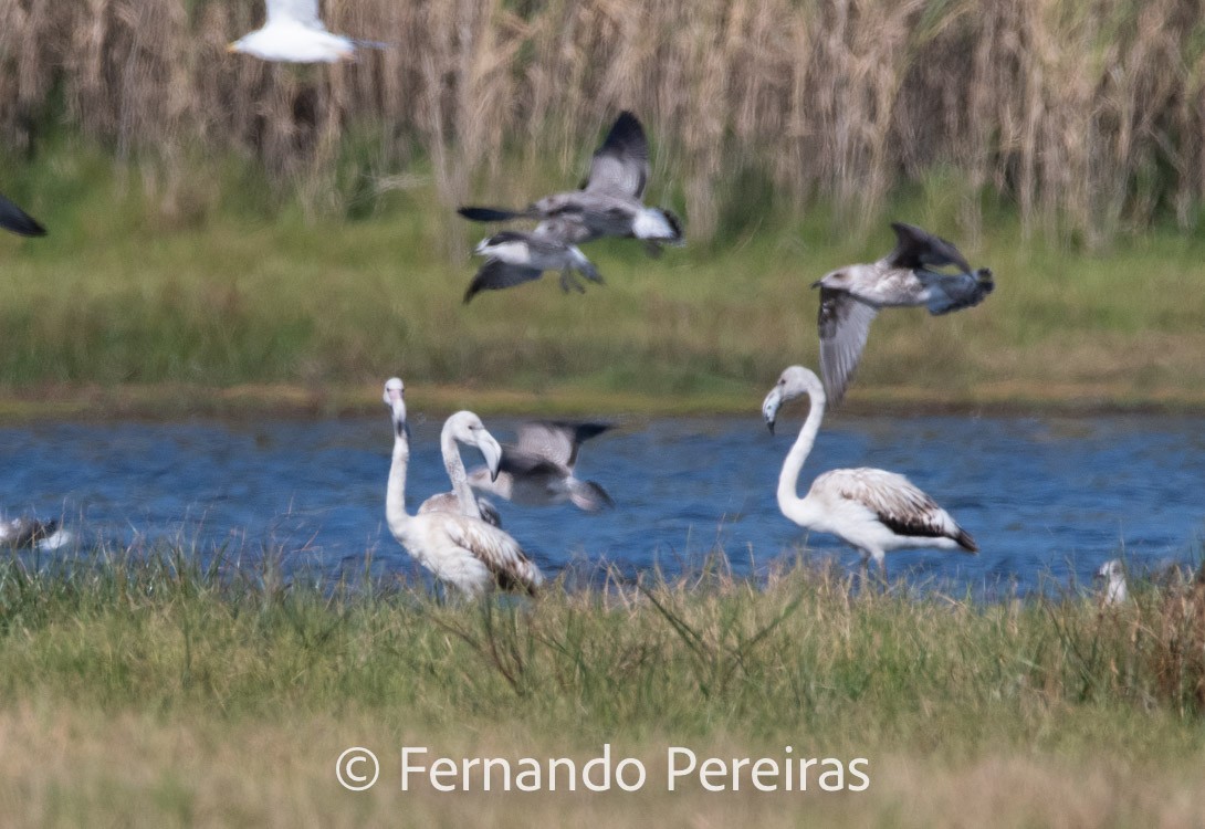 Greater Flamingo - ML629598005