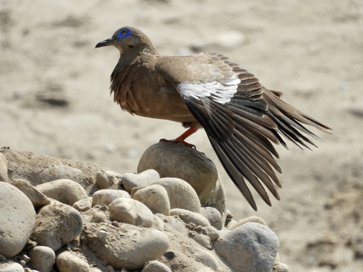 West Peruvian Dove - ML629598229