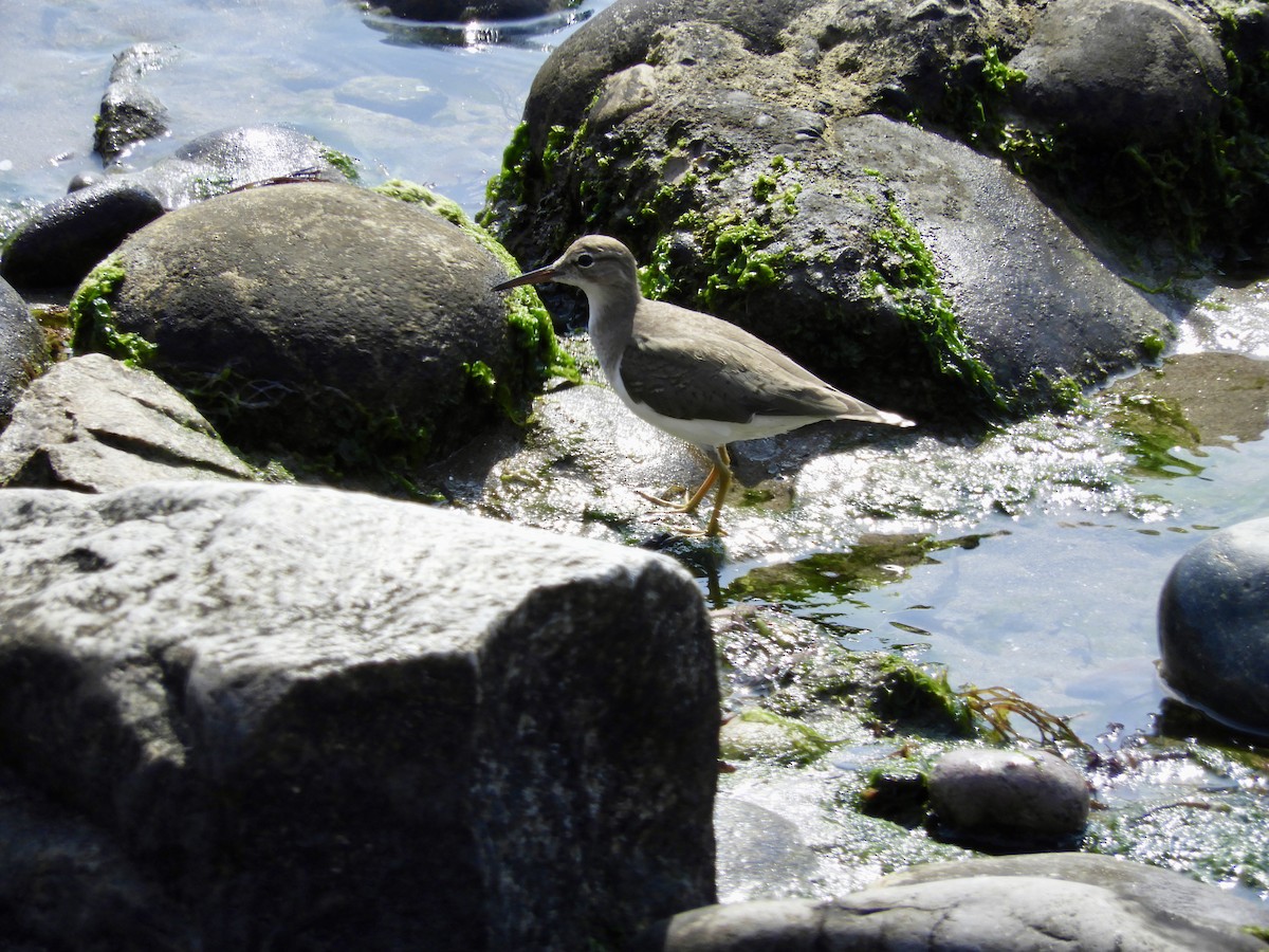 Spotted Sandpiper - ML629598230