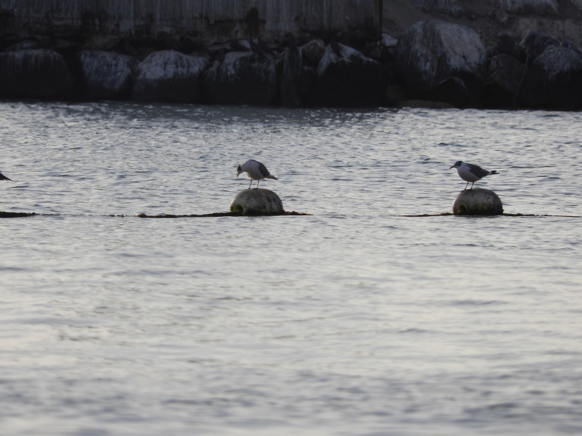 Franklin's Gull - ML629598237
