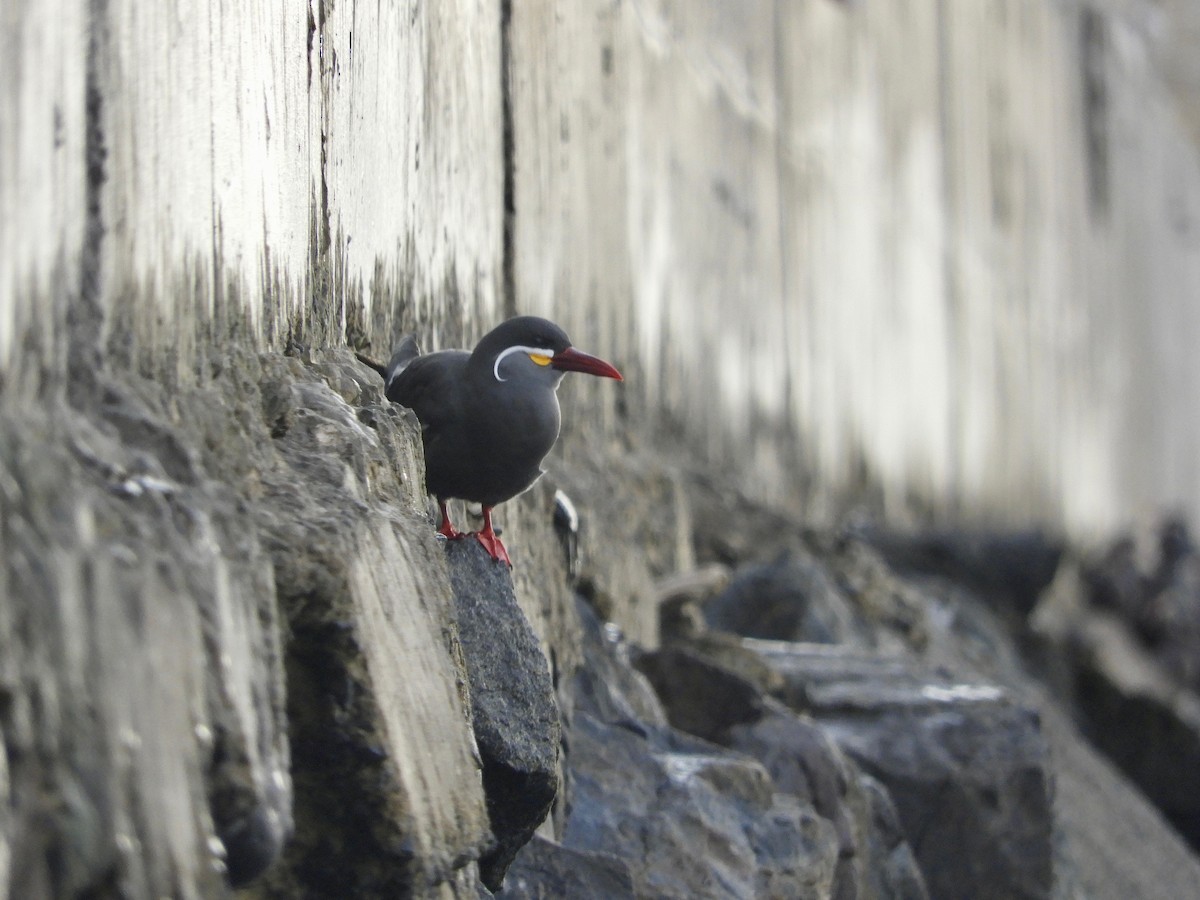 Inca Tern - ML629598241