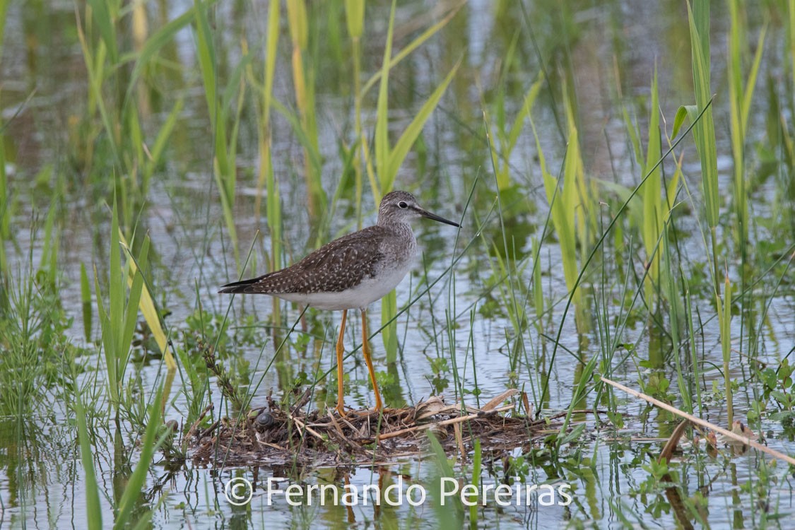 Lesser Yellowlegs - ML629598279